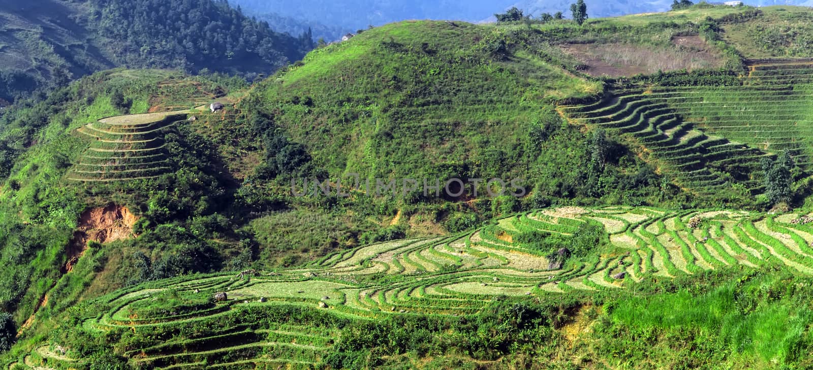 Rice fields on terraced Vietnam landscapes Mountain Pass, Sapa
