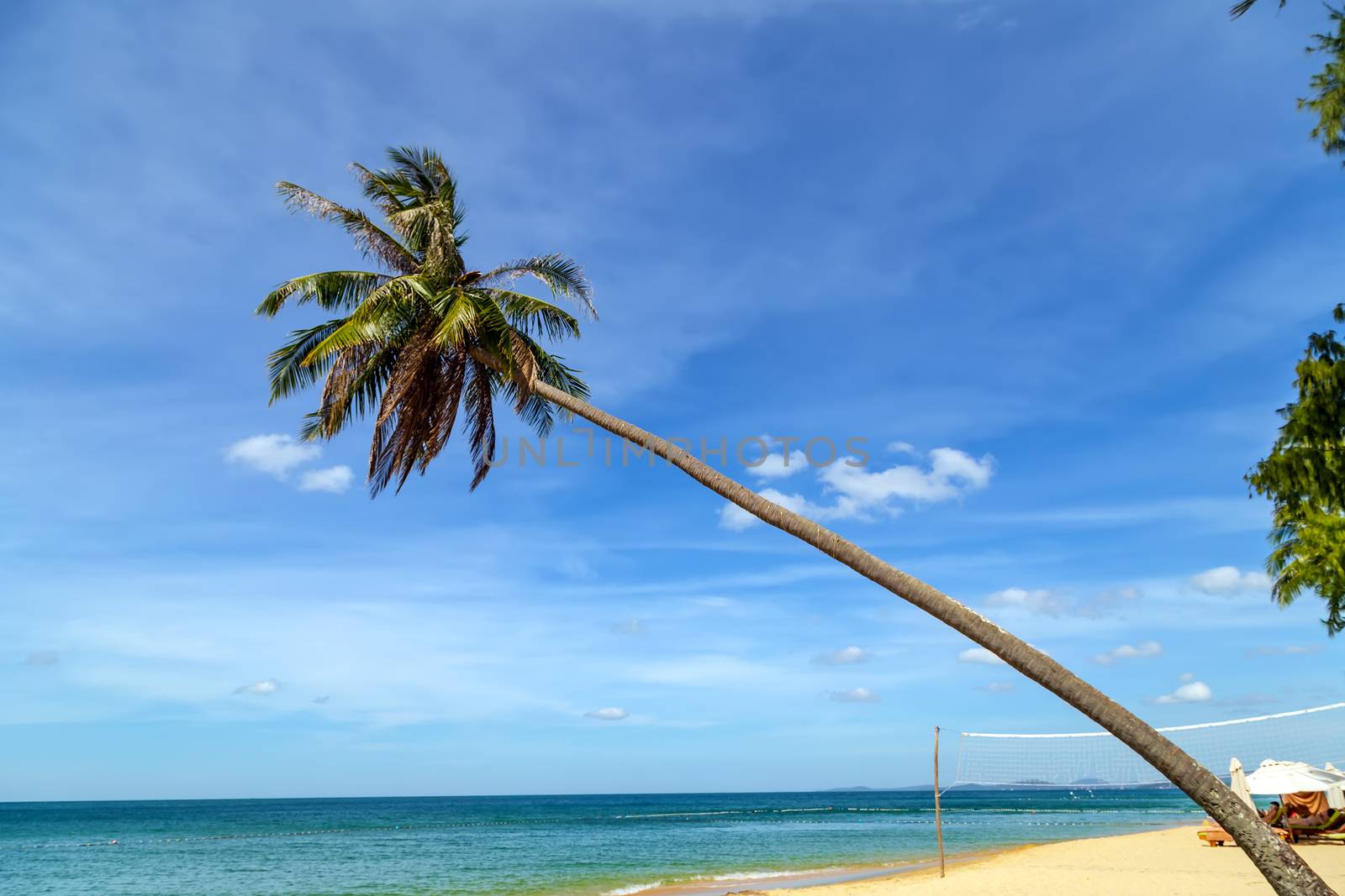 Summer vacation tropical beach caribbean island. Sunny beach with palms sea. Tilted Coconut palm background.