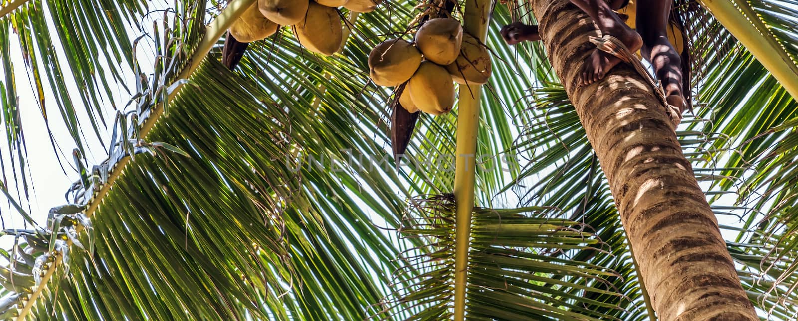 Sri Lanka Vegan organic Coconuts. King coconut palm (Cocos nucifera), coconuts on a tree silhouette background