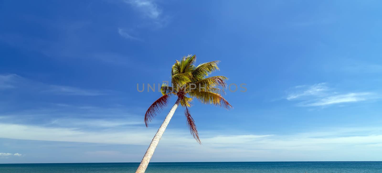 Summer vacation beach caribbean island. Sunny beach with palms sea. Tilted Coconut palm background.