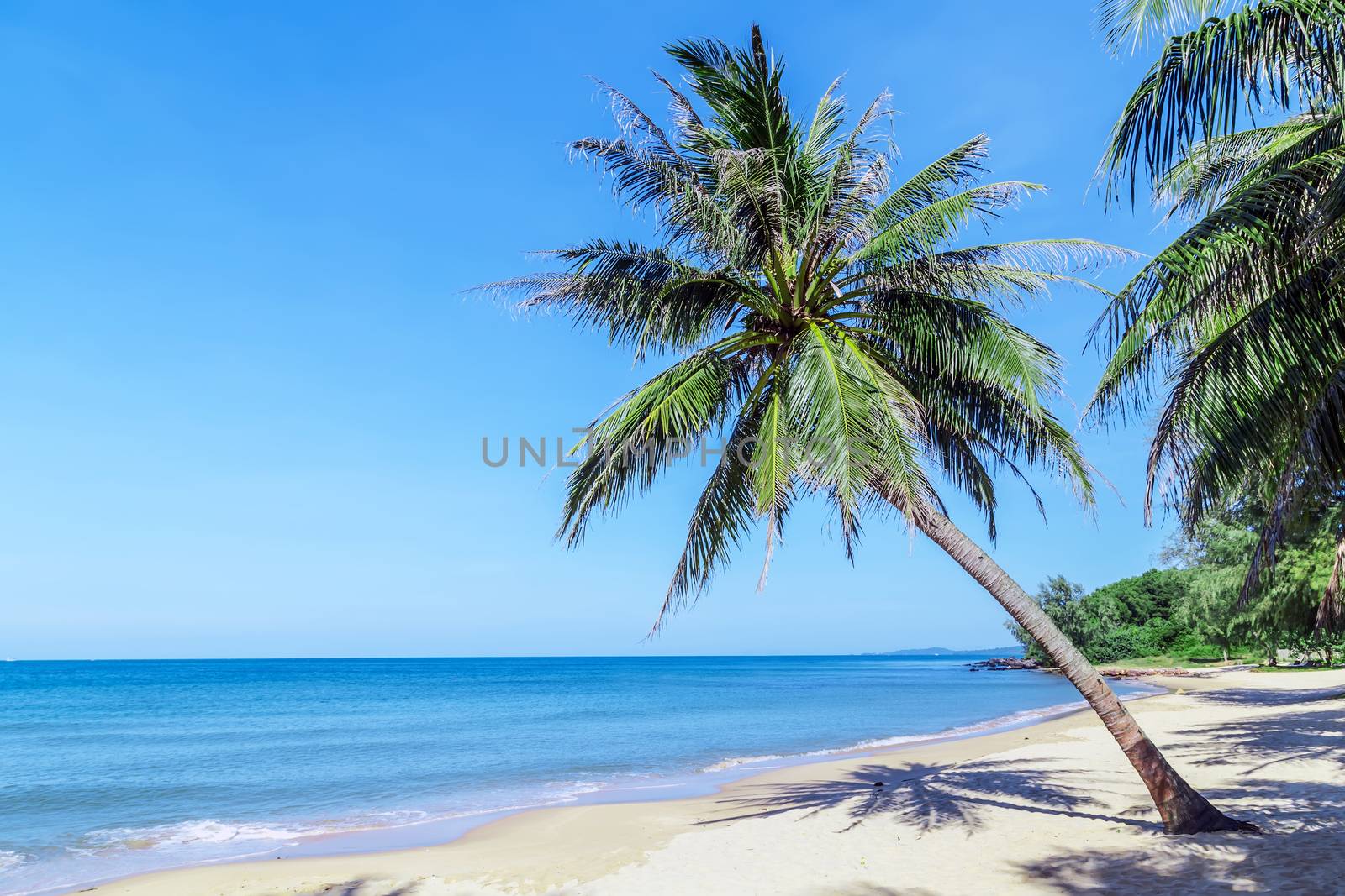 Tropical Coconut palm Tilted trees perspective view on blue sky background.