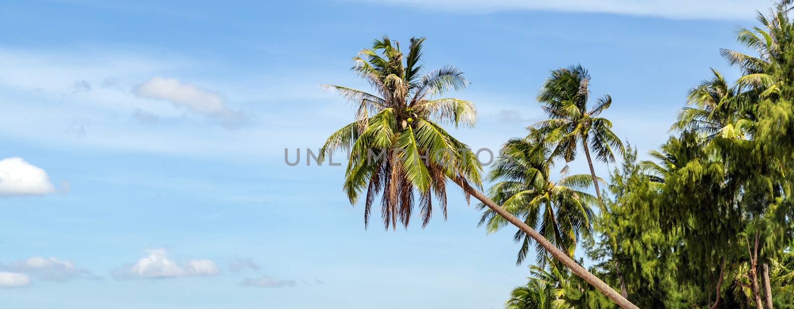Tropical Tilted coconut palm background. Palm Beach Tropical Summer vacation Panoramic view banner.