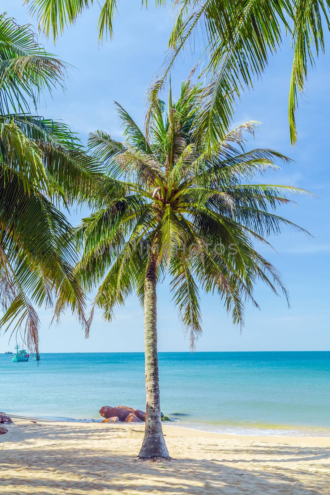 Tropical beach landscape view coconut palm tree - summer holidays concept. Tropical coconut palm background.