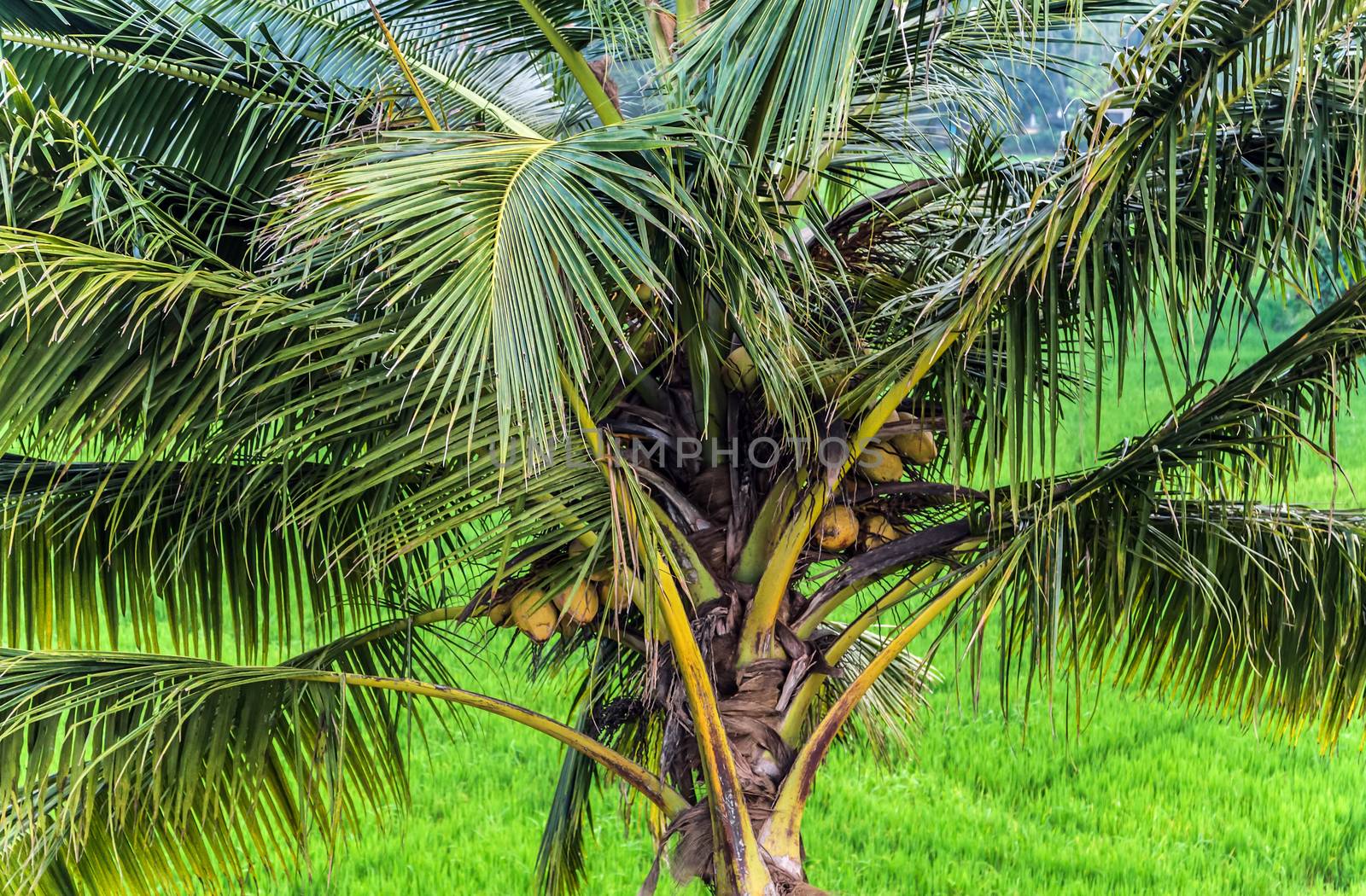 Palm Leaf abstract green nature background tropical leaves coconut floral pattern.