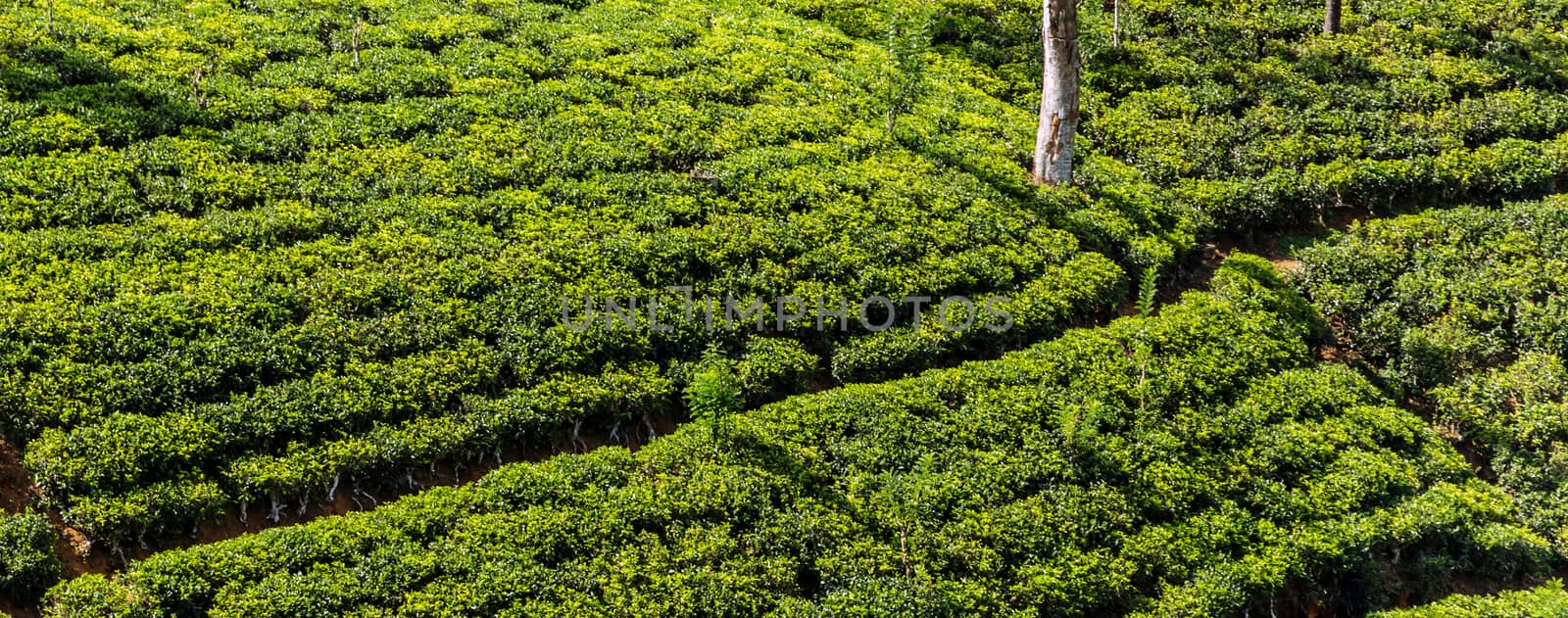 ceylon green tea plantation landscape