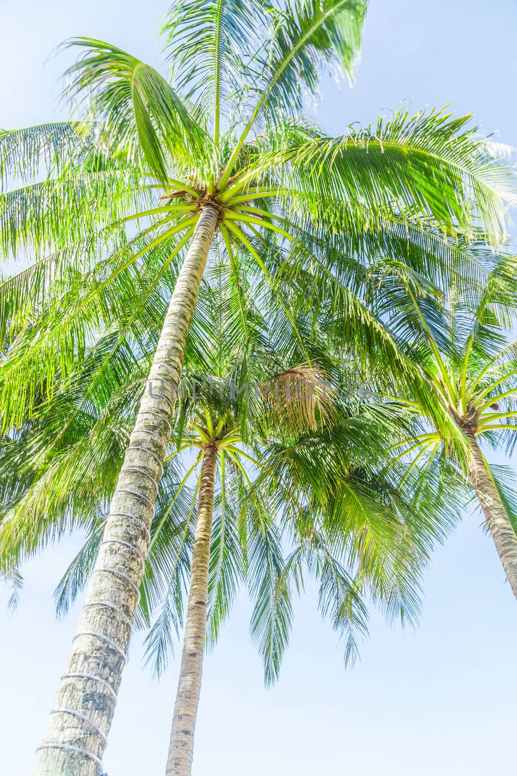 Tropical Coconut palm Tilted trees perspective view on blue sky background.