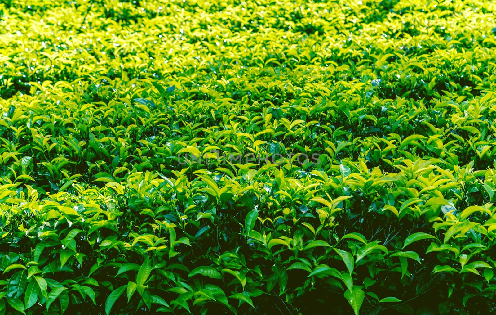 ceylon green tea plantation landscape