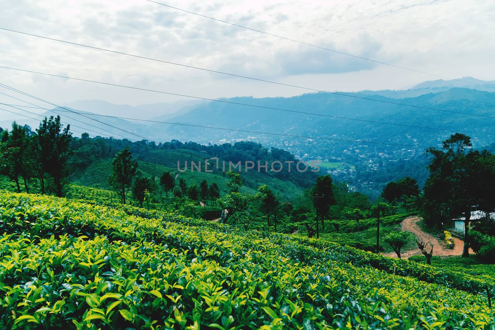 ceylon green tea plantation landscape