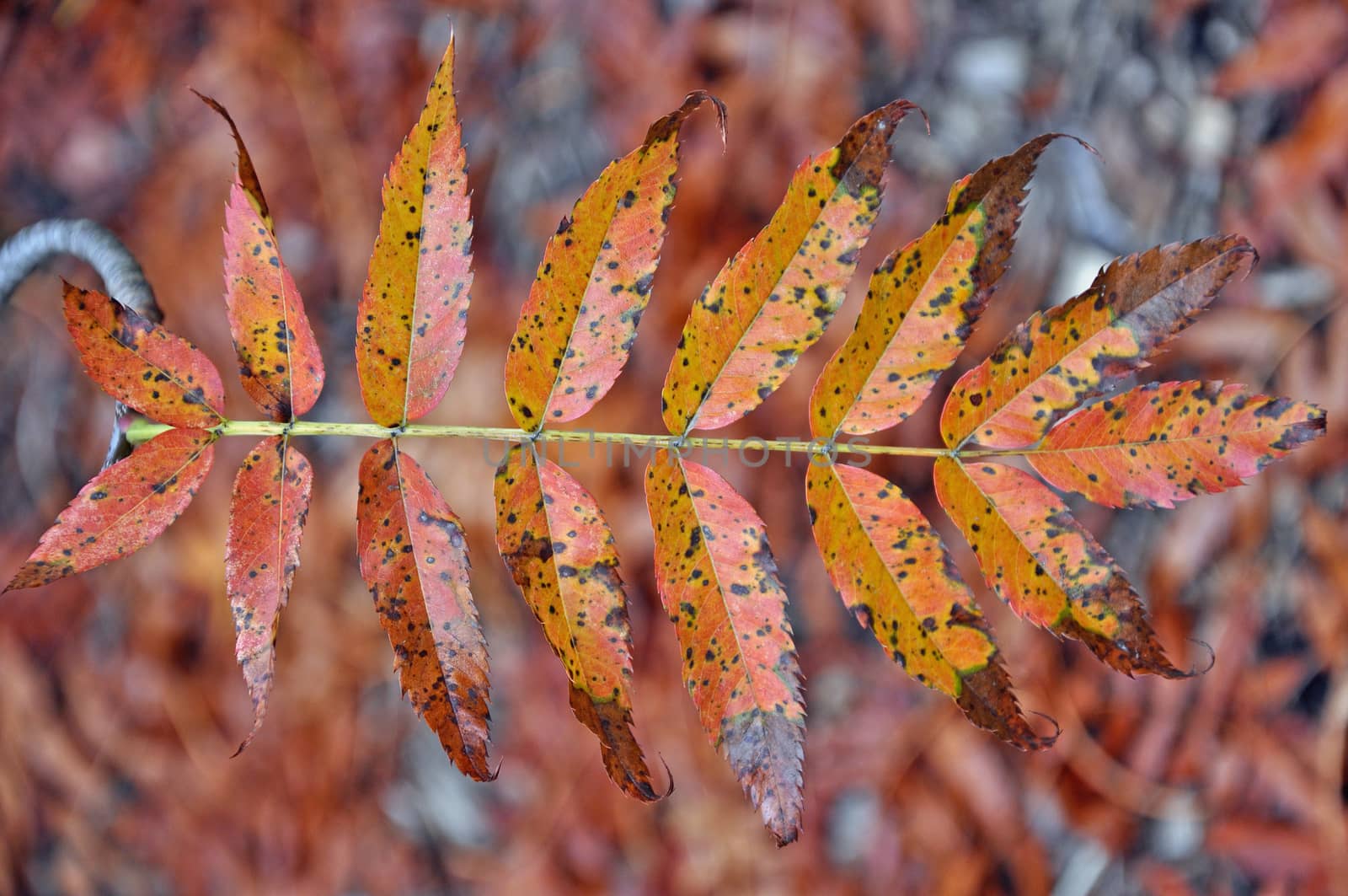 Orange autumn leaf by ingperl