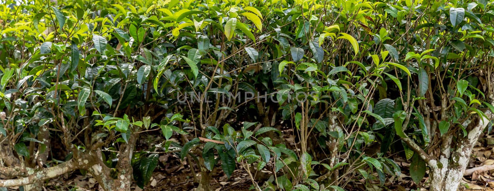 Tea green bush Highlands Sri Lanka. Tea Nuwara Eliya hills valley landscape panoramic view. Green tea bud and fresh leaves. Plantation in Sri Lanka.