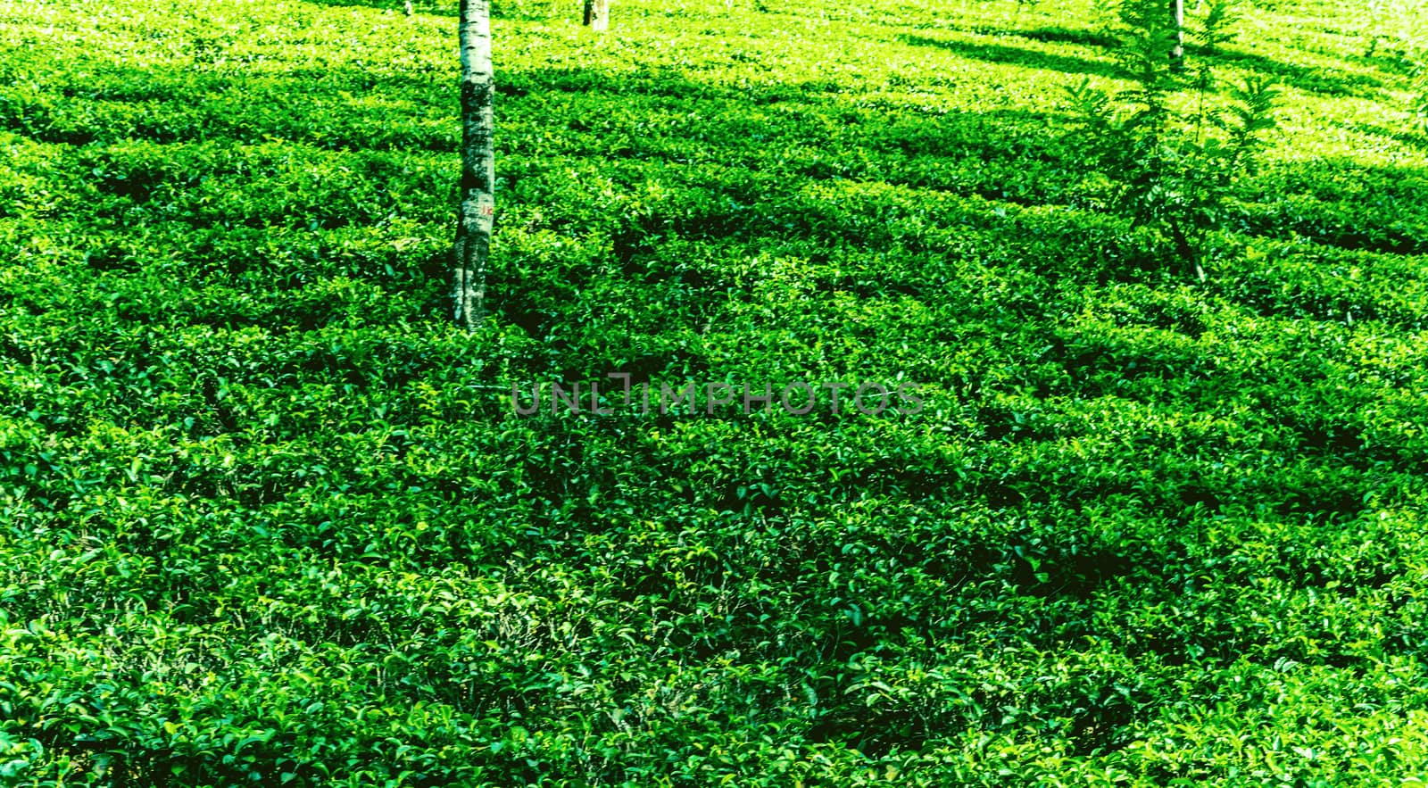 ceylon green tea plantation landscape