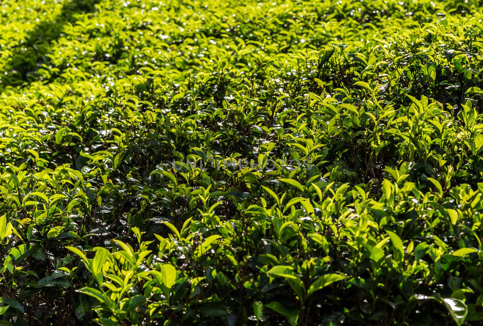 ceylon green tea plantation landscape