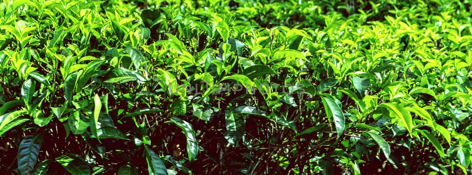 Tea green bush Highlands Sri Lanka. Tea Nuwara Eliya hills valley landscape panoramic view. Green tea bud and fresh leaves. Plantation in Sri Lanka.