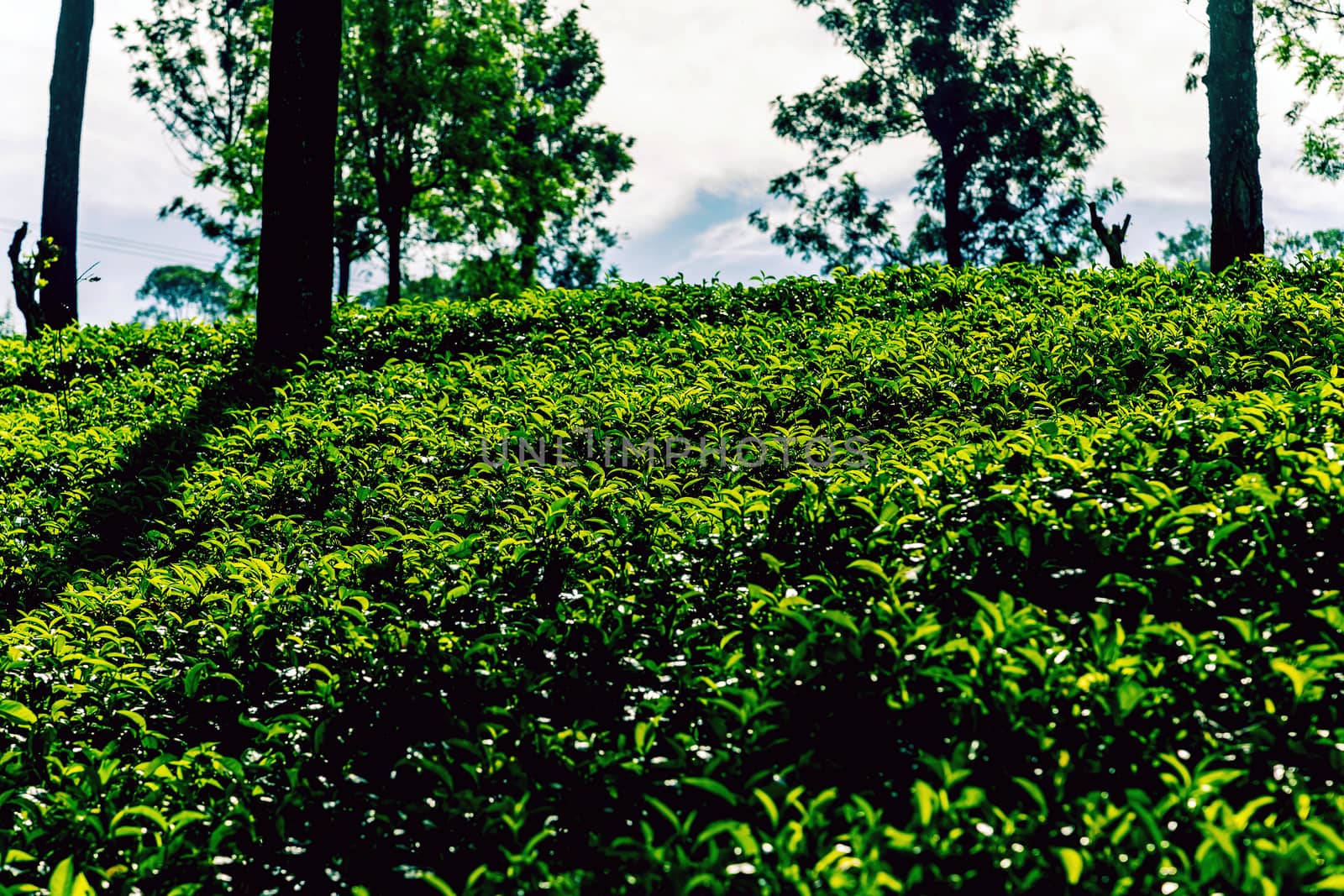 Tea green bush Highlands Sri Lanka. Tea Nuwara Eliya hills valley landscape panoramic view. Green tea bud and fresh leaves. Plantation in Sri Lanka.
