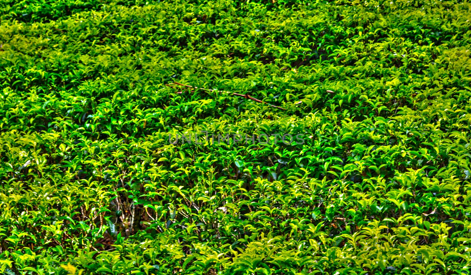 Tea plantations in Sri Lanka Landscape Nuwara Eliya green hills