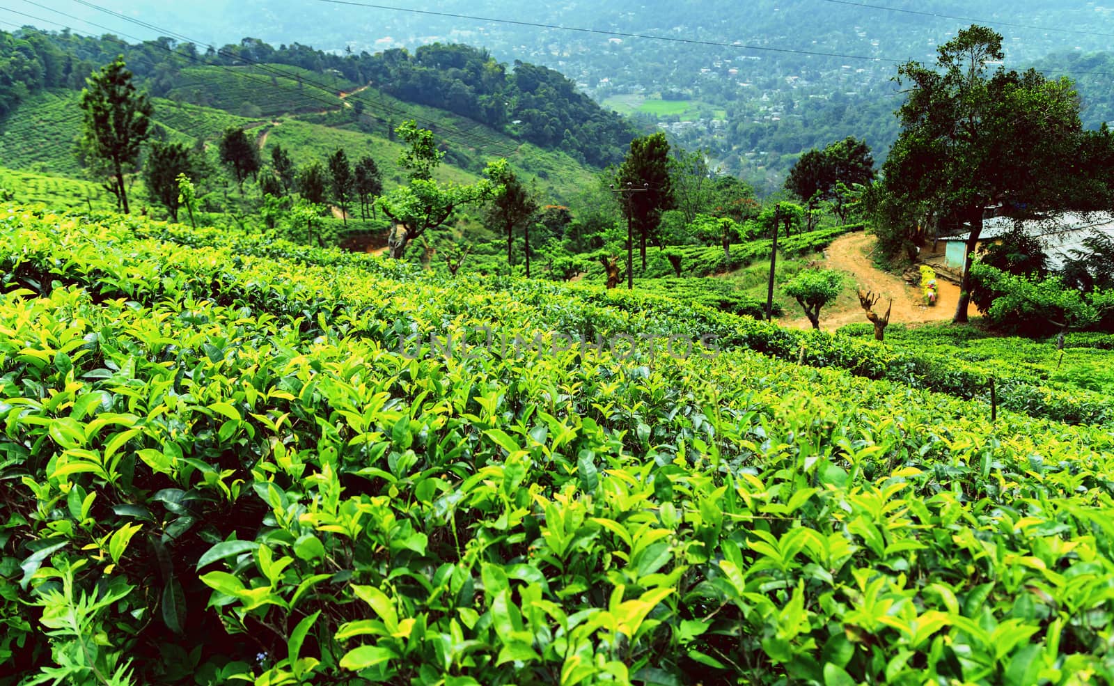 Tea green bush Highlands Sri Lanka. Tea Nuwara Eliya hills valley landscape panoramic view. Green tea bud and fresh leaves. Plantation in Sri Lanka.