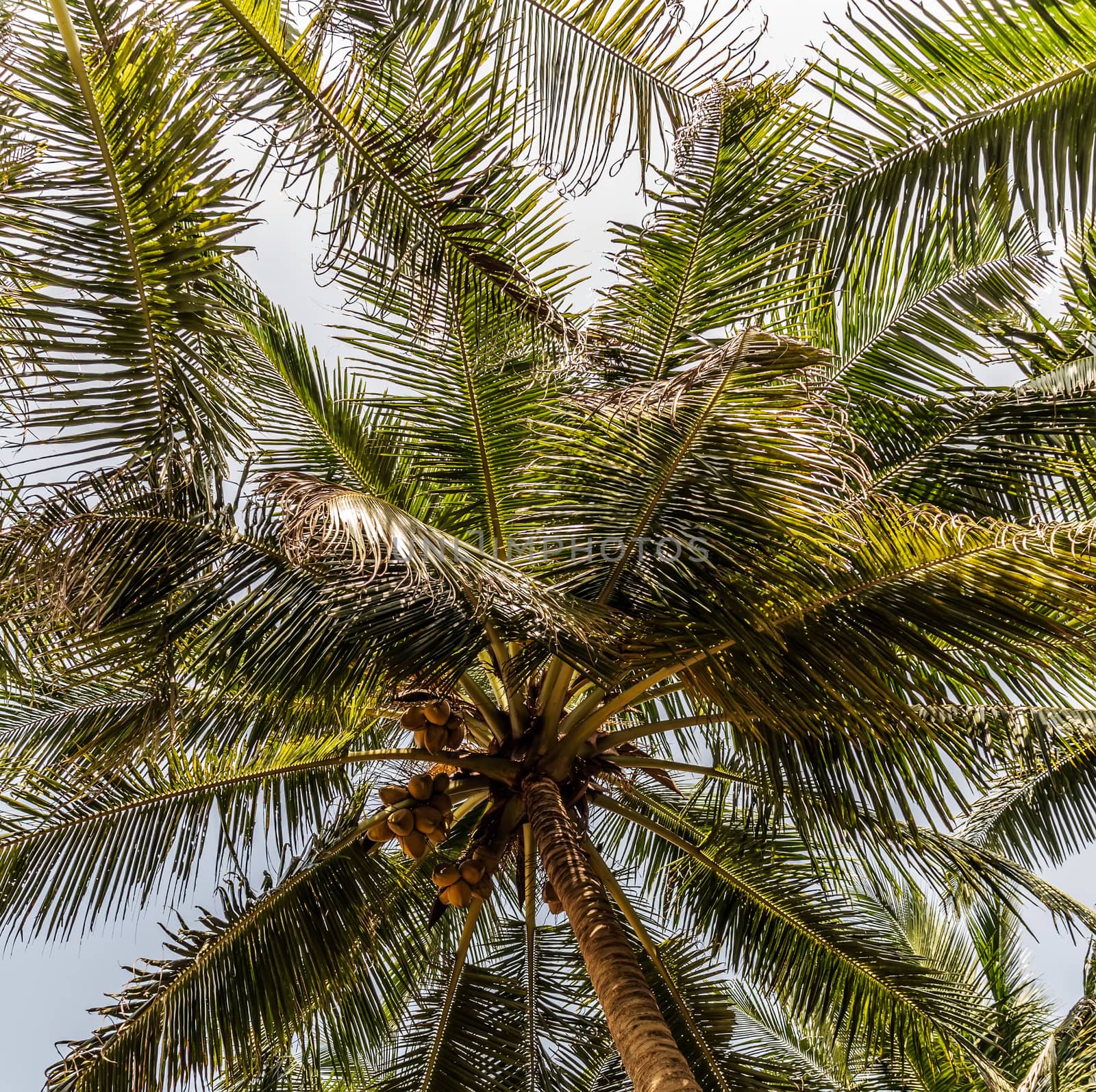 King coconut (Cocos nucifera) fruits Yellow bunches palm coco native to Sri Lanka