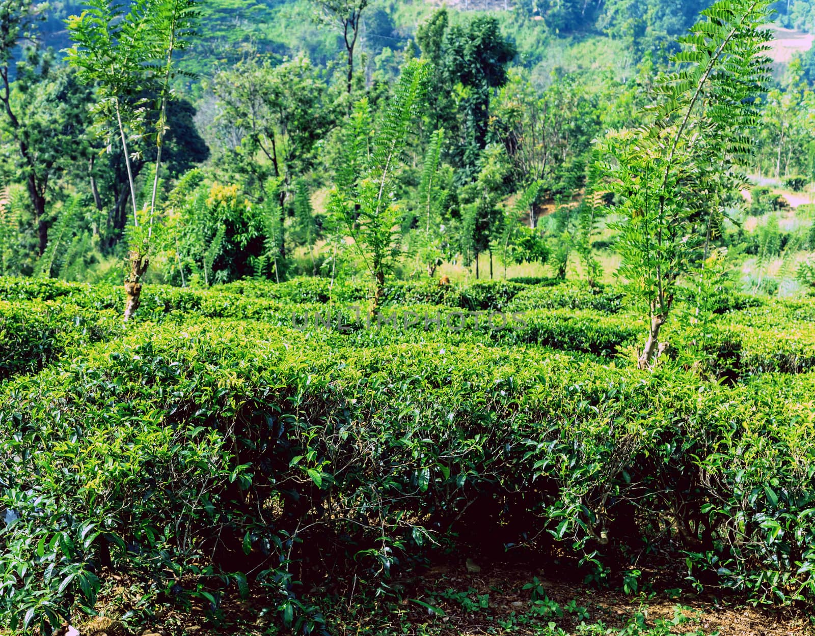 Sri Lanka, Nuwara Eliya Tea green hills valley