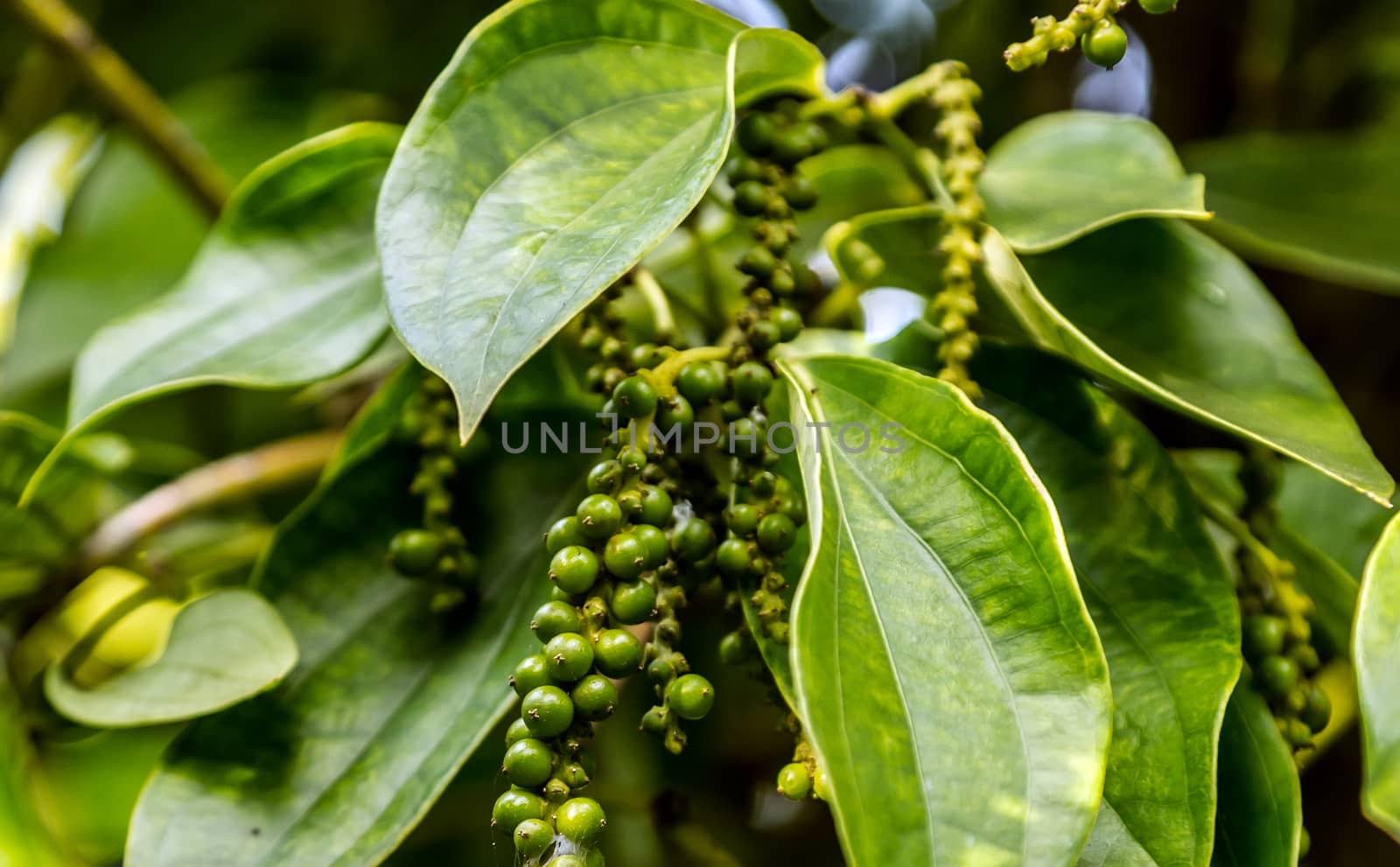 black pepper plant fresh green leaves glow tree