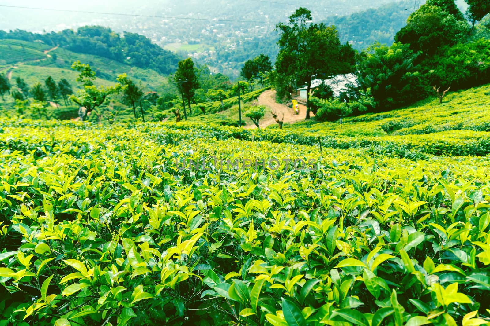ceylon green tea plantation landscape
