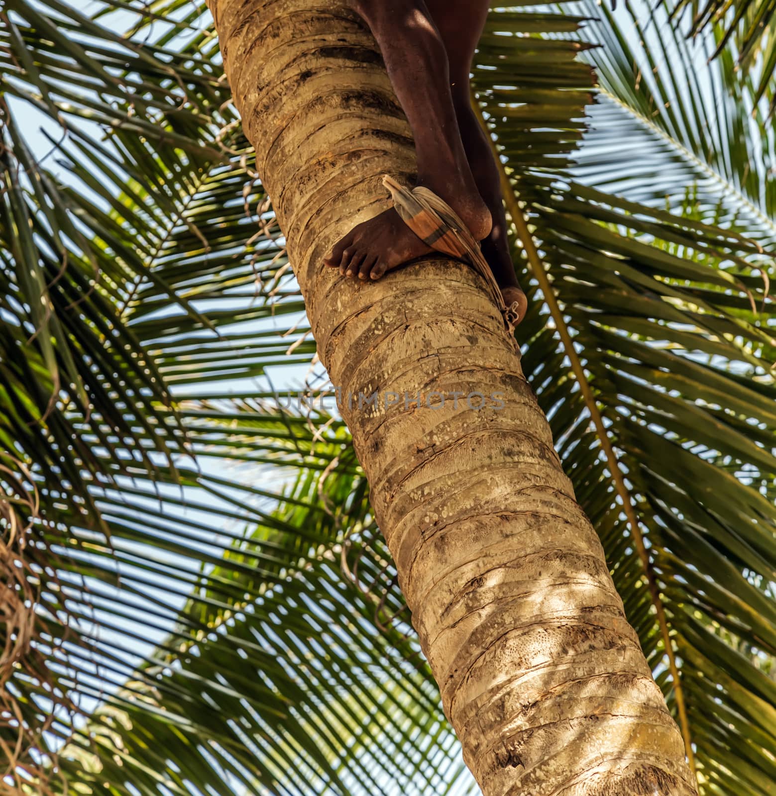Man Climbing Cocos harvester harvests coconut palm tree trunk. Ceylon Coconut plantation Industry. Coconut trees in Sri Lanka