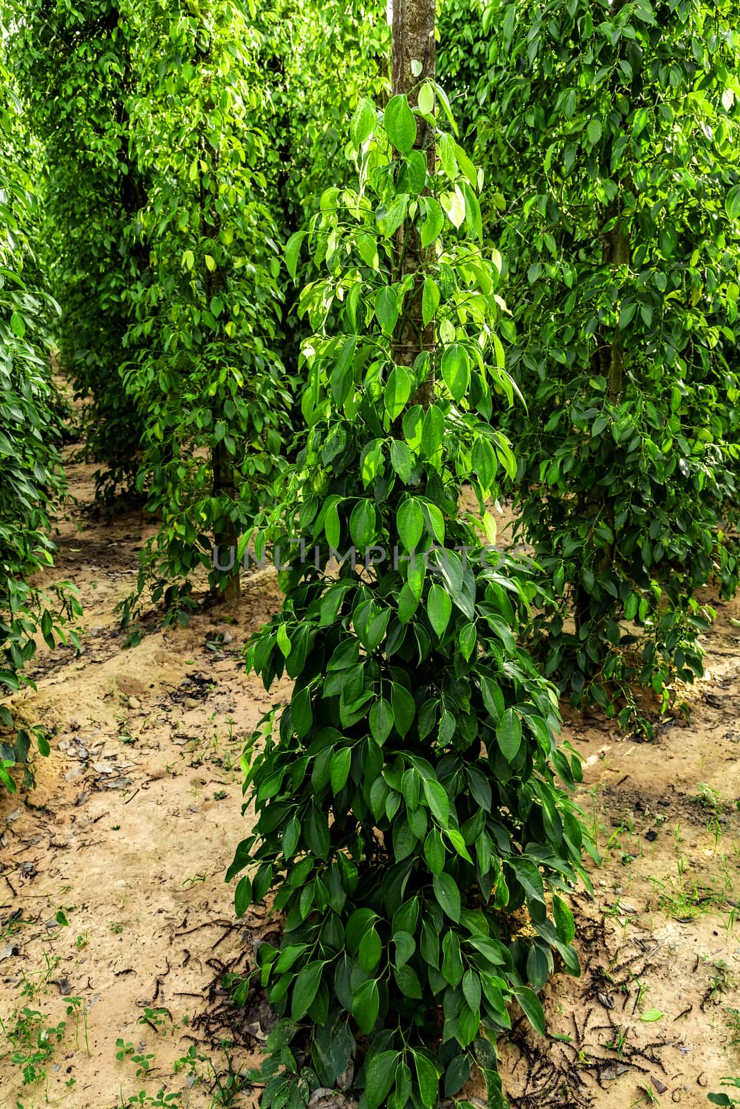 Black pepper bush juicy fresh green leaves glow plant in Sri Lanka