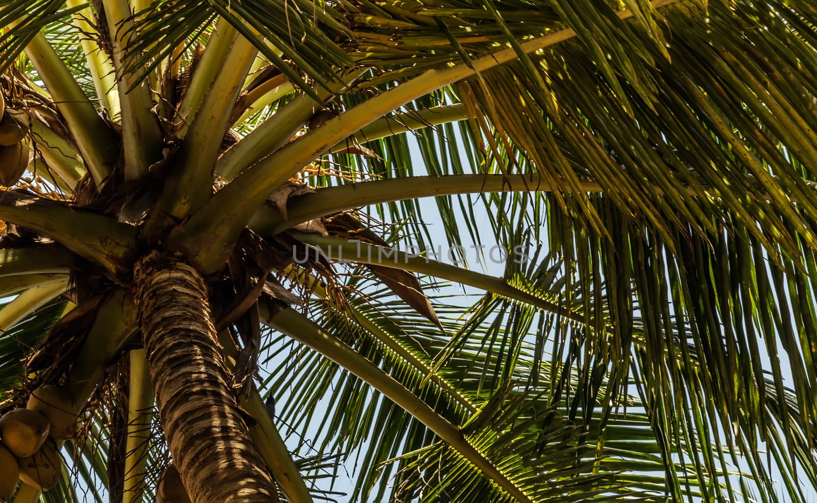 King coconut (Cocos nucifera) fruits Yellow bunches palm coco native to Sri Lanka