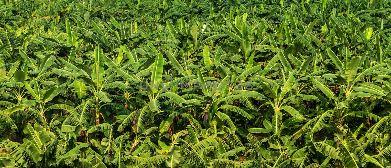 banana fruit palm tree farm organic bananas plantation agriculture green field nature background