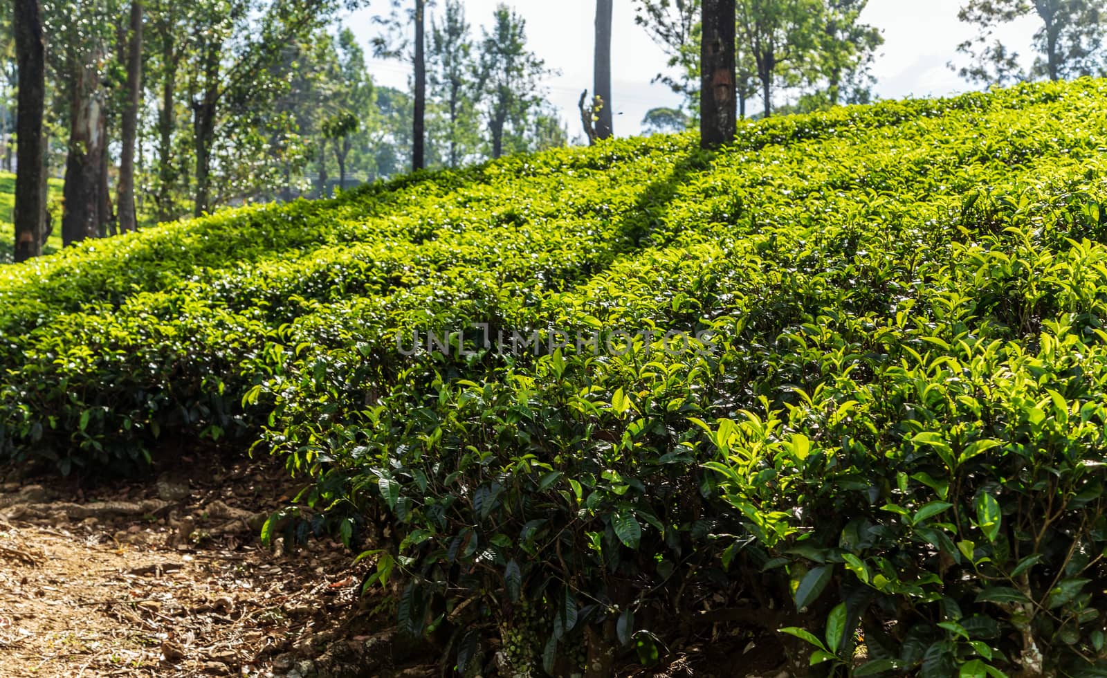 Tea green bush Highlands Sri Lanka. Tea Nuwara Eliya hills valley landscape panoramic view. Green tea bud and fresh leaves. Plantation in Sri Lanka.