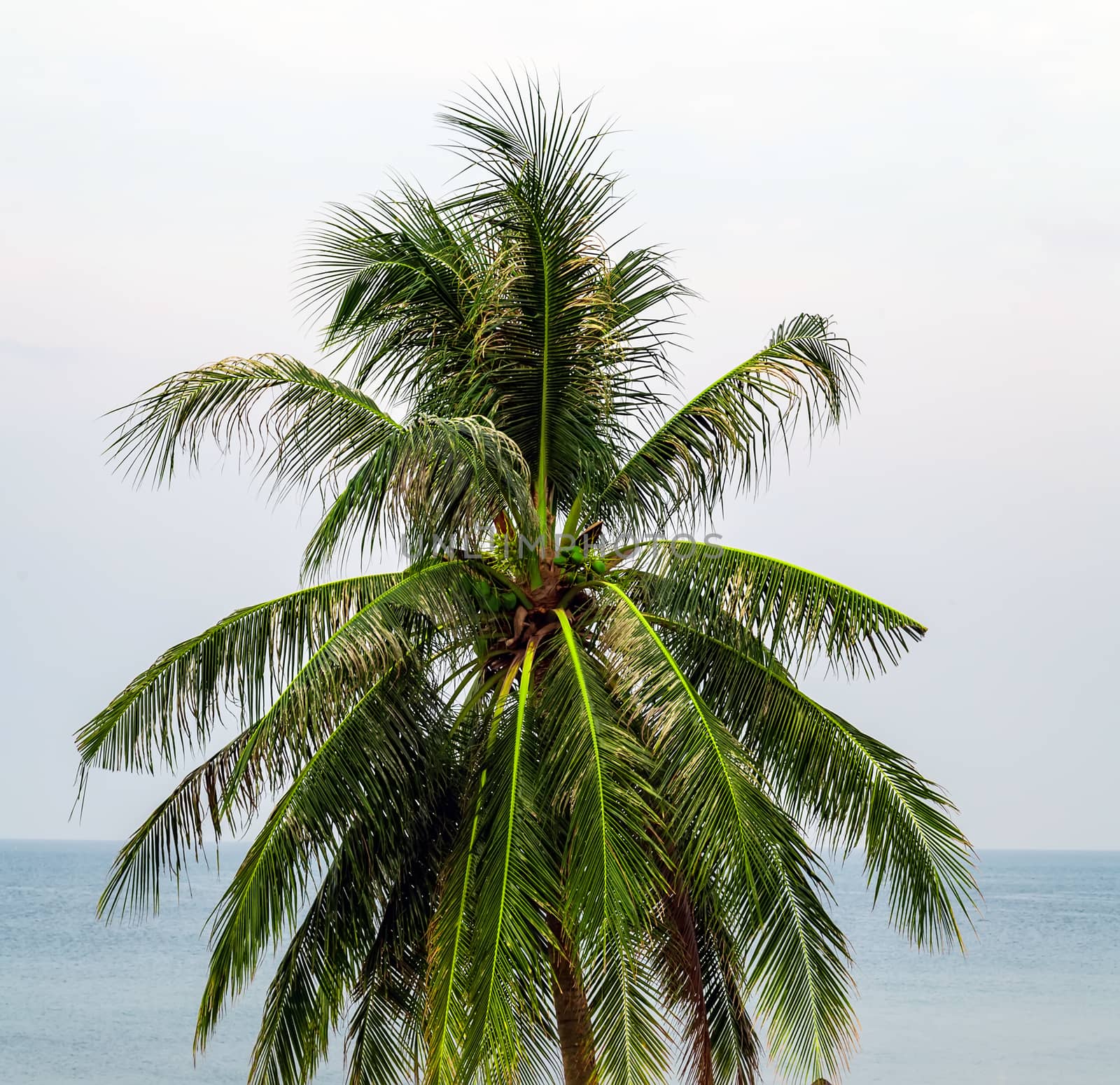 Caribbean Summer background shadow from a coconut tree.