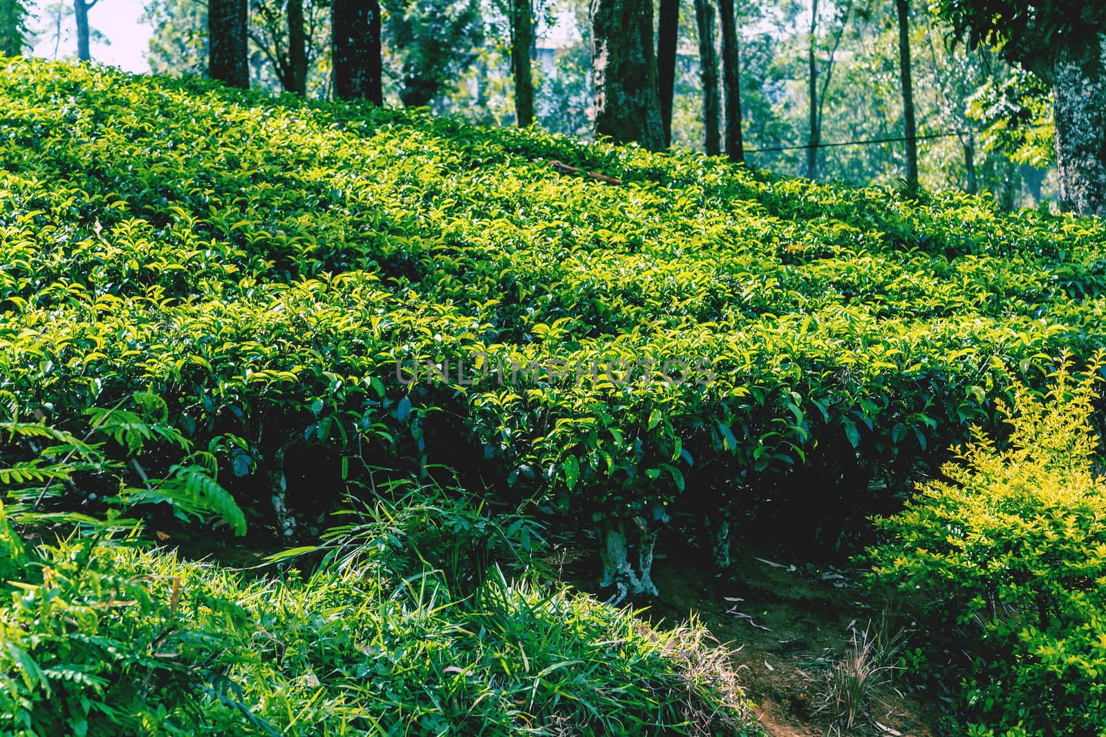 ceylon green tea plantation landscape