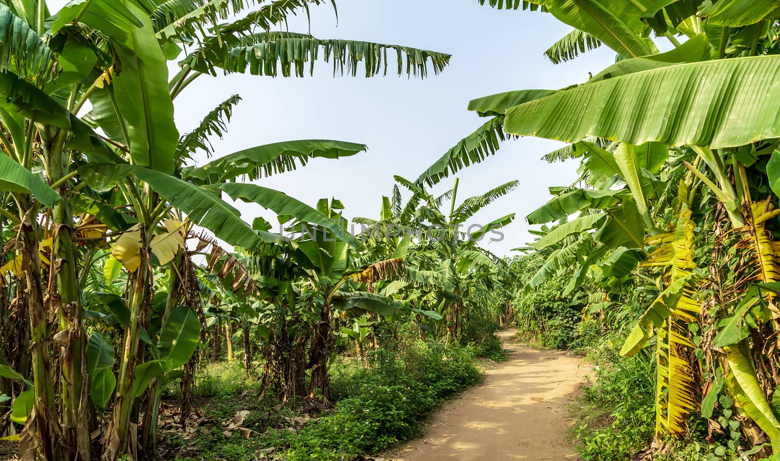 Banana palm Garden growing bananas road on the plantation
