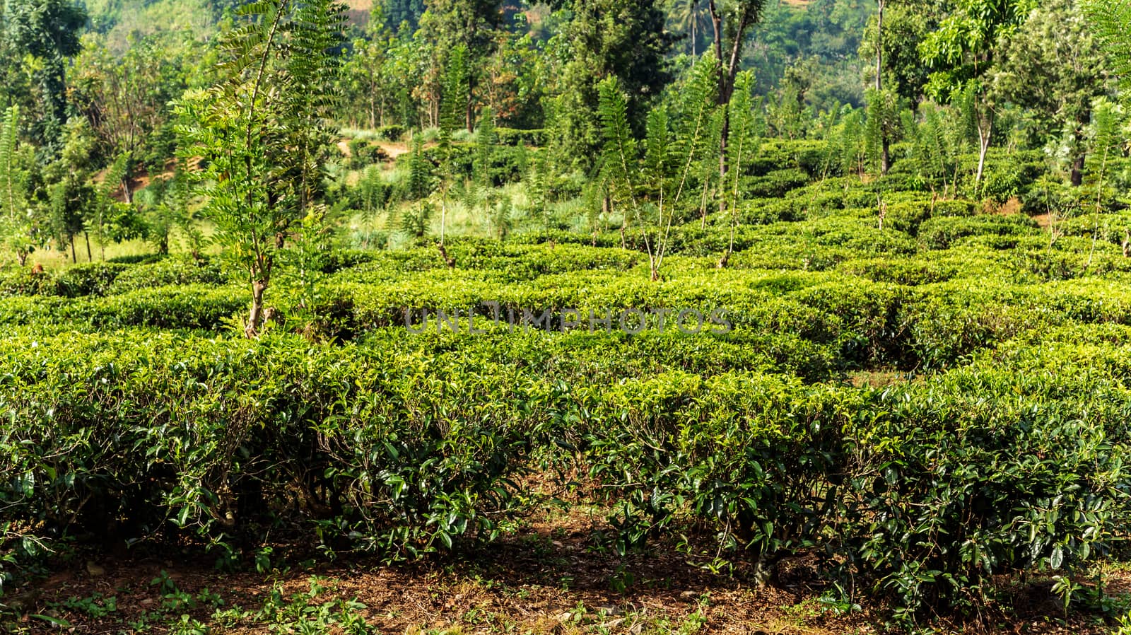 Tea green bush Highlands Sri Lanka. Tea Nuwara Eliya hills valley landscape panoramic view. Green tea bud and fresh leaves. Plantation in Sri Lanka.