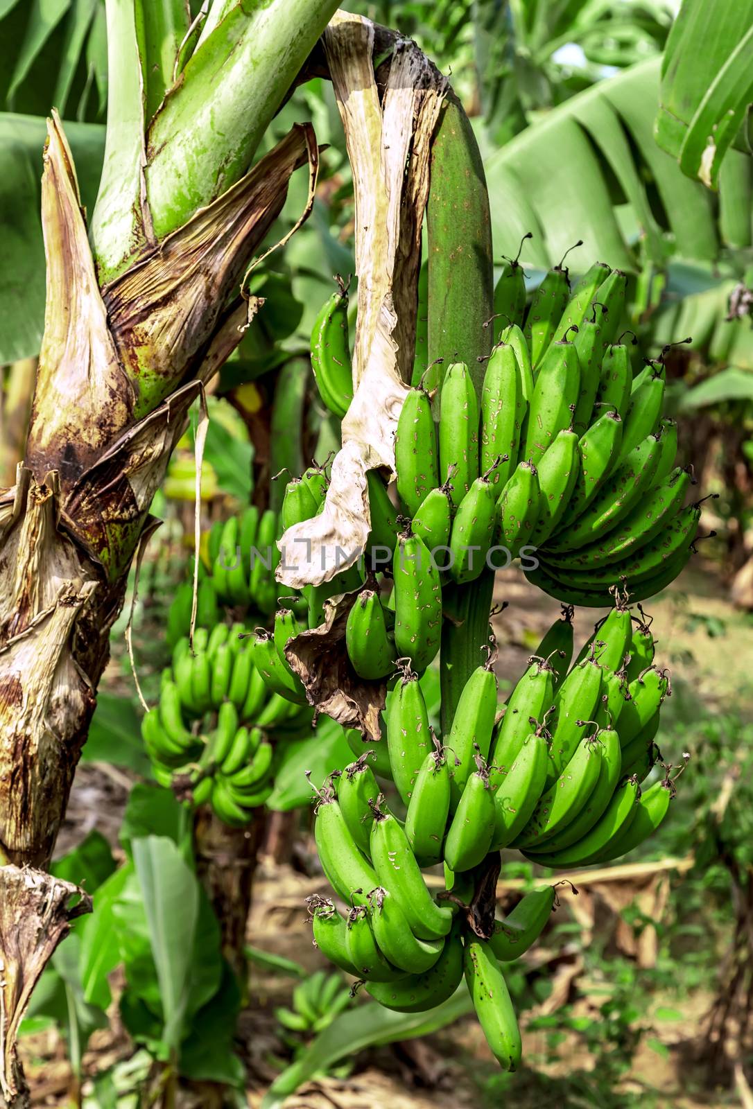 Cutting the banana branches at banana farm. Bananas plantation rainforest background. Organic Crop.