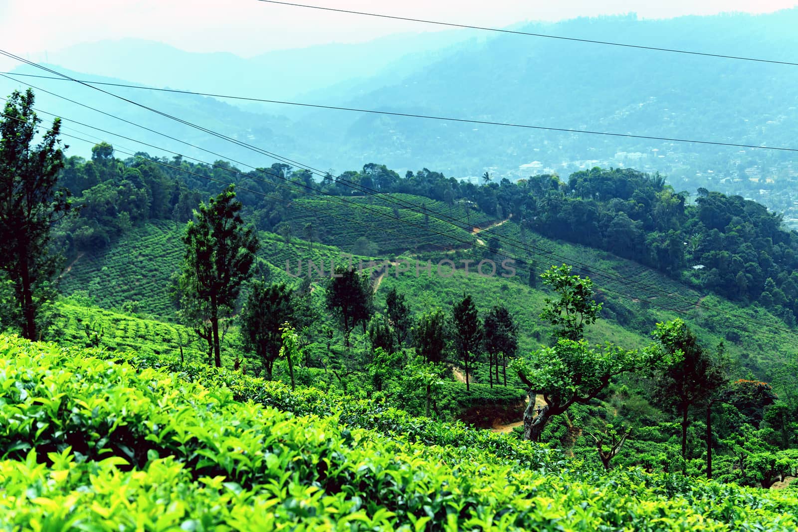Tea green bush Highlands Sri Lanka. Tea Nuwara Eliya hills valley landscape panoramic view. Green tea bud and fresh leaves. Plantation in Sri Lanka.