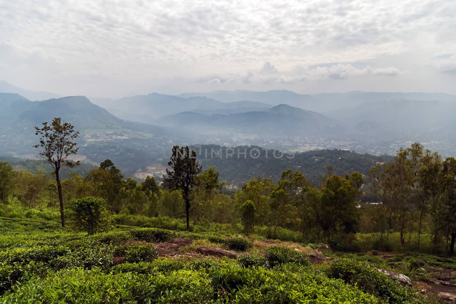Sri Lanka, Nuwara Eliya Tea green hills valley