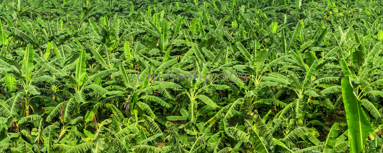 banana fruit palm tree farm organic bananas plantation