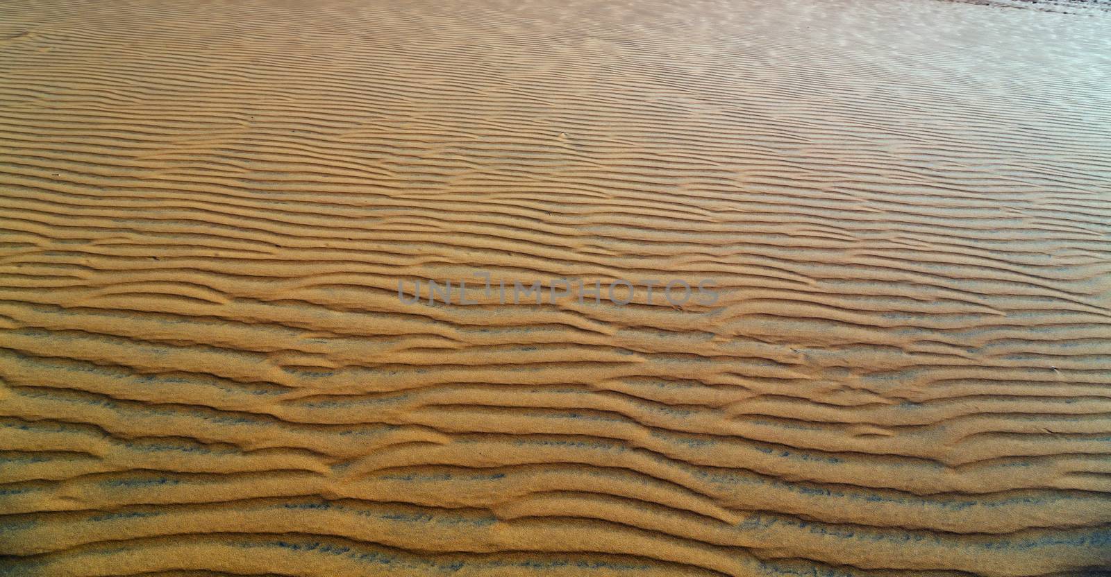Sand dunes at sunset in sandy Desert