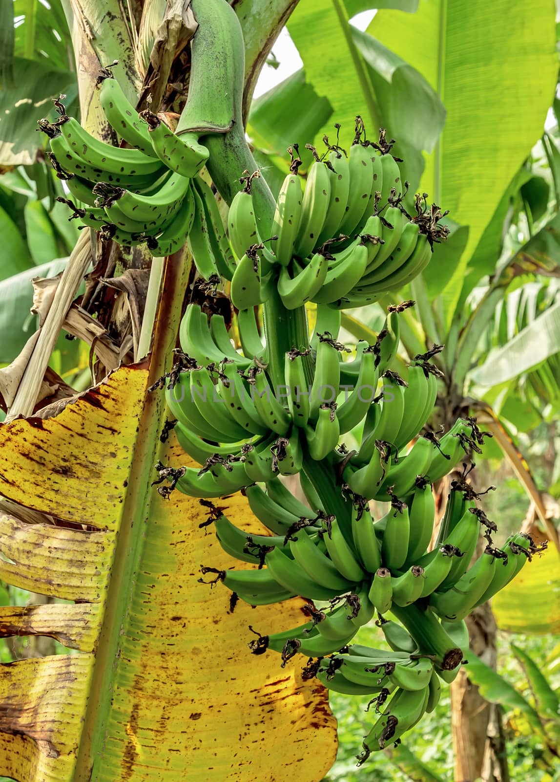 Green bananas Bunch of banan Banana Organic Crop.