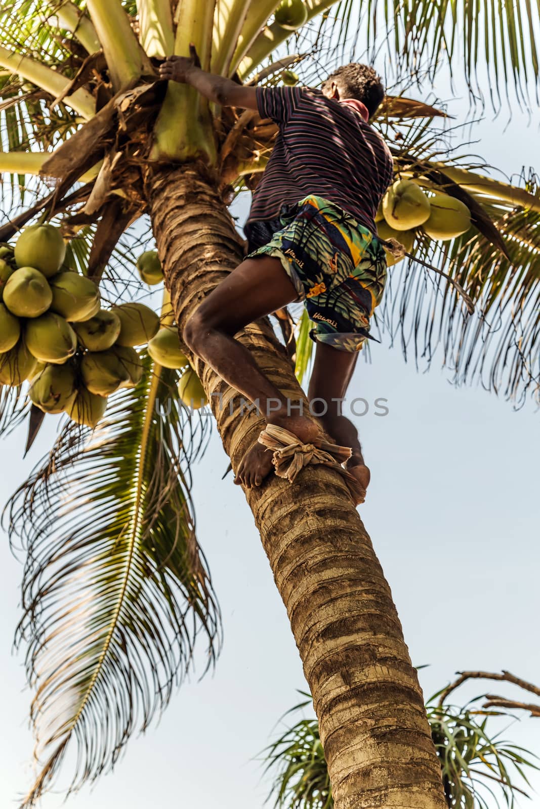 Sri Lanka Golden King coconut plantation. Man Climbing Cocos branch harvester harvests coconut palm tree trunk.
