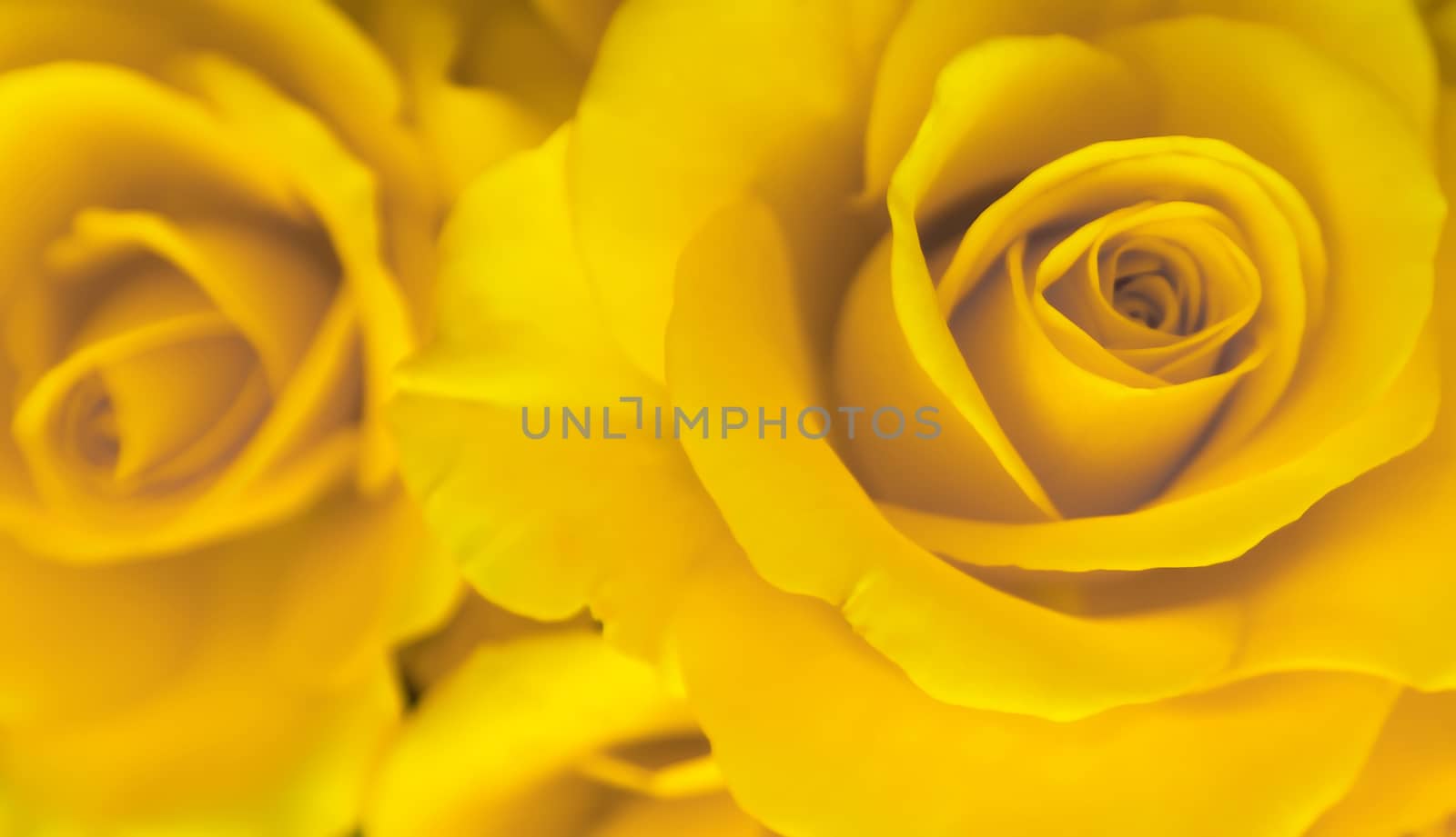Natural yellow roses sweet color in soft focus style for background