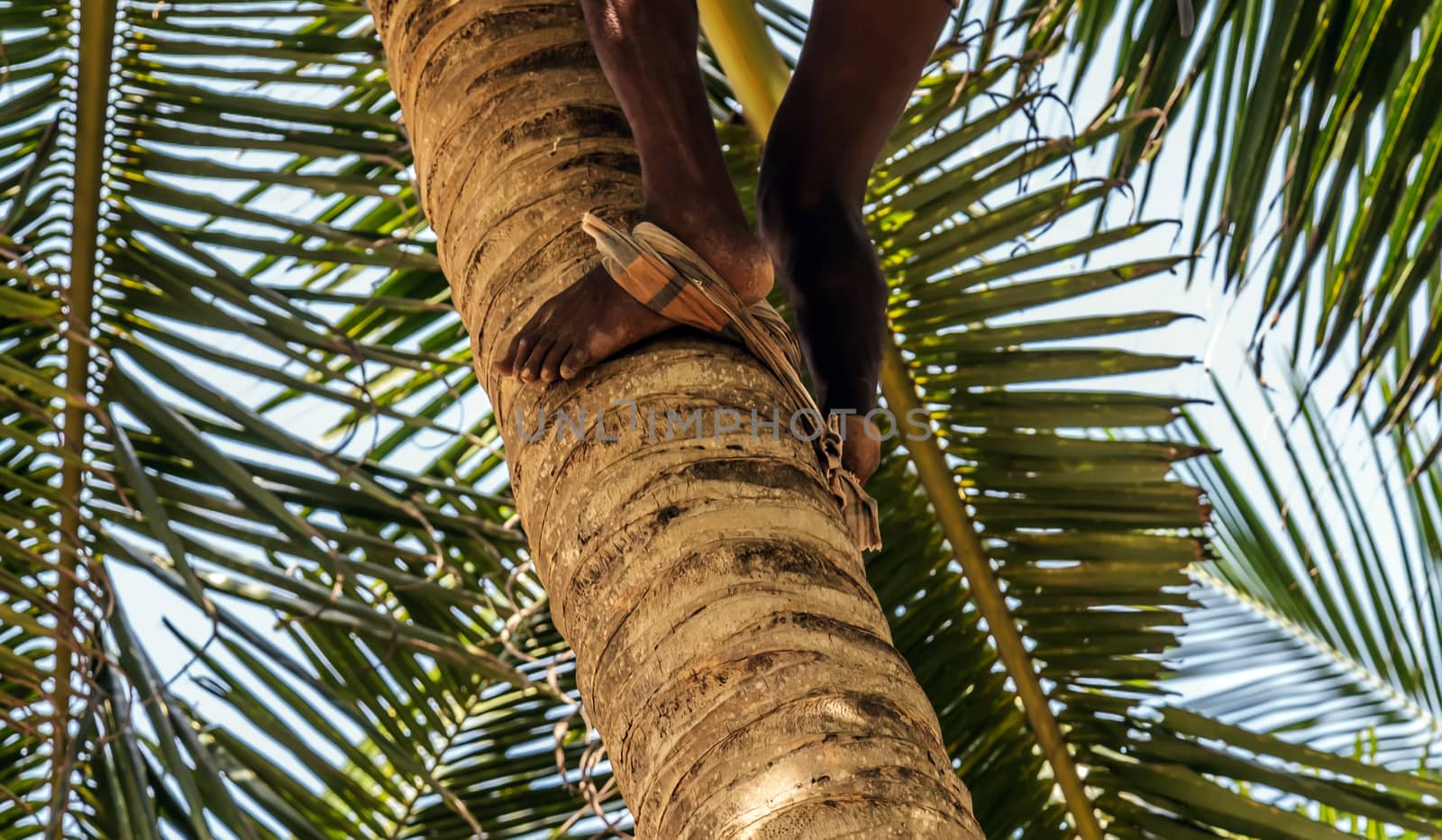 Man Climbing Cocos harvester harvests coconut palm tree trunk. Ceylon Coconut plantation Industry. Coconut trees in Sri Lanka