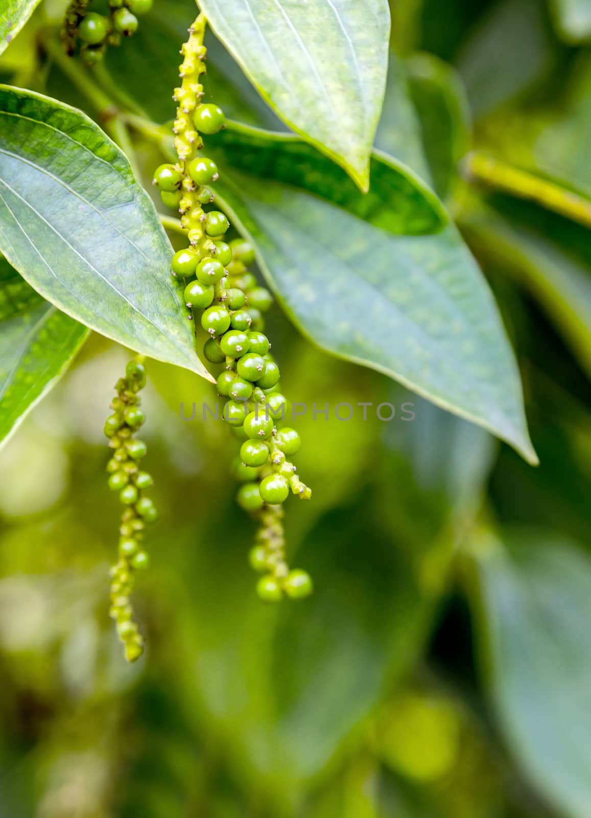 black pepper plant fresh green leaves glow tree