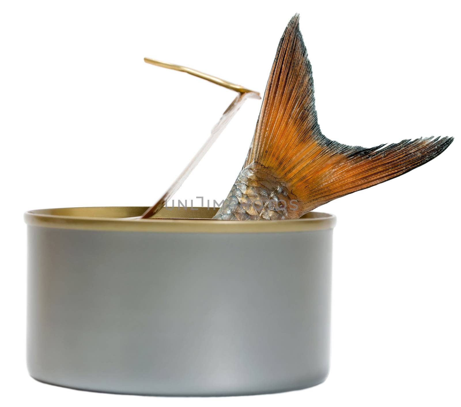 fish christmas carp in Open Tin Can isolated on white background. canned Food, tincan silver