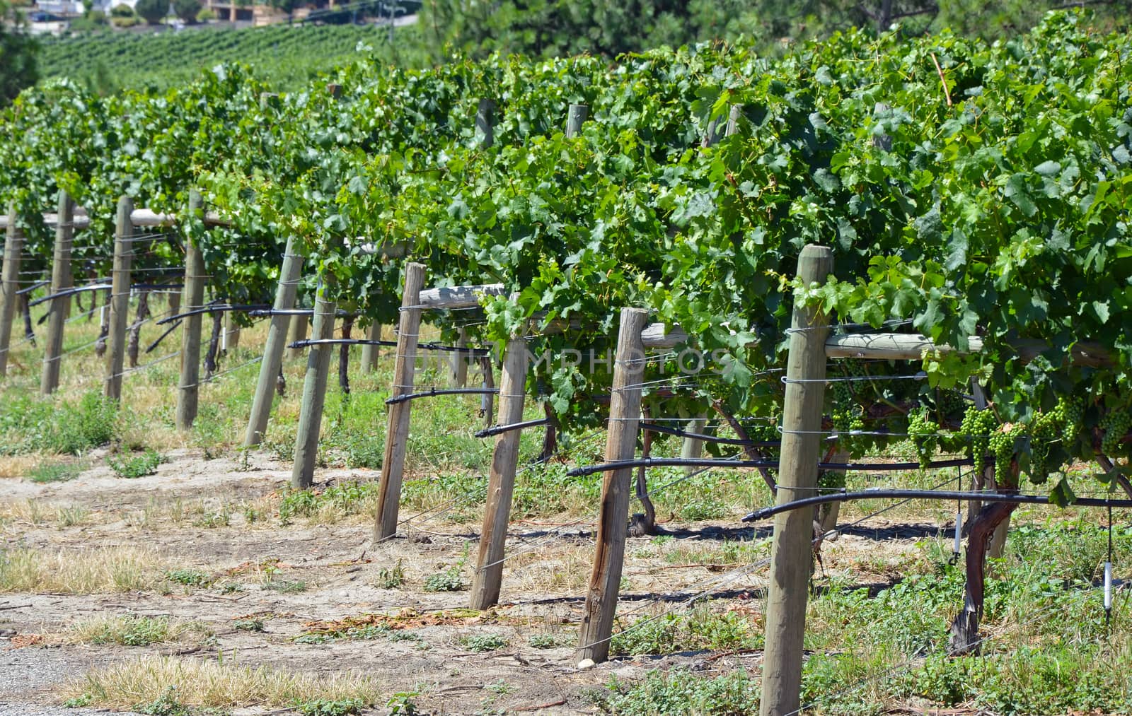 Green vineyard with ripening grapes in summer