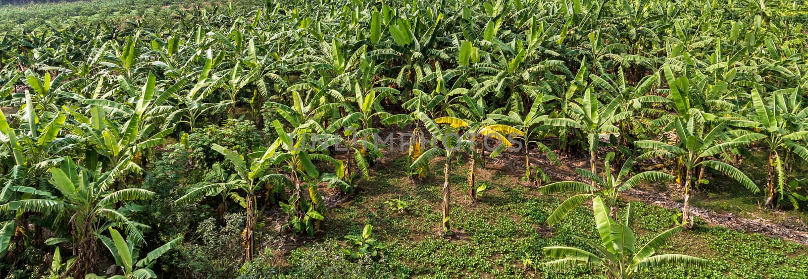 banana fruit palm tree farm organic bananas plantation agriculture green field nature background