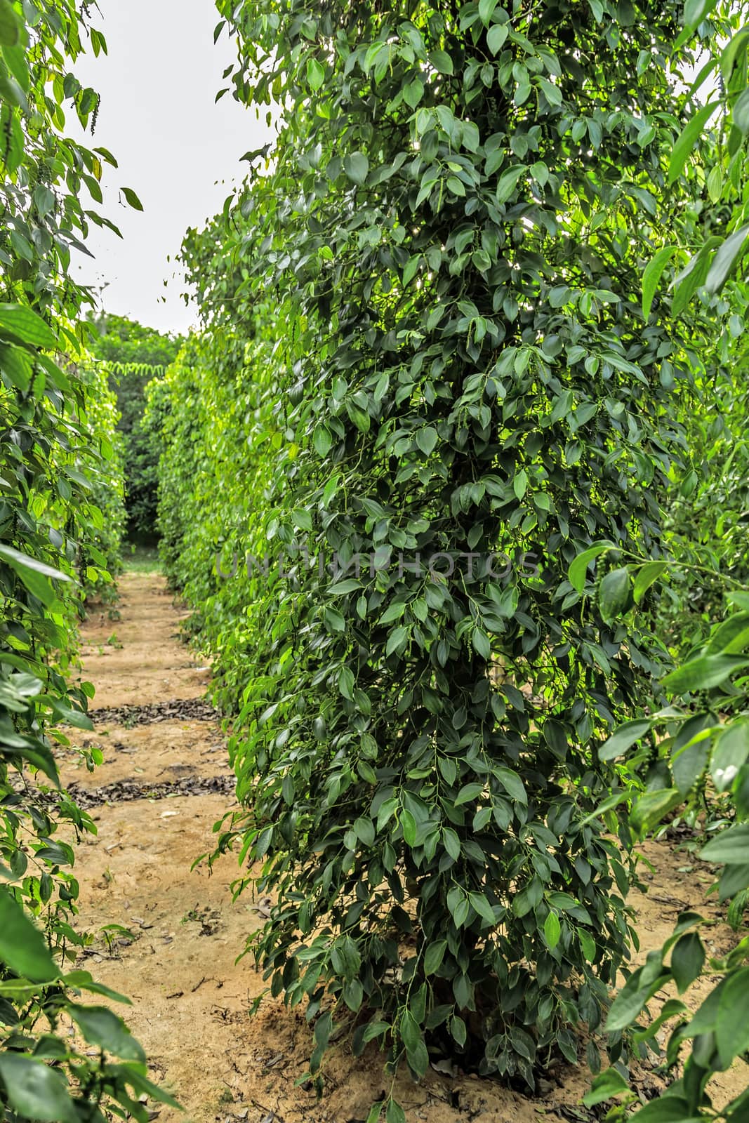 Black pepper bush juicy fresh green leaves glow plant in Sri Lanka