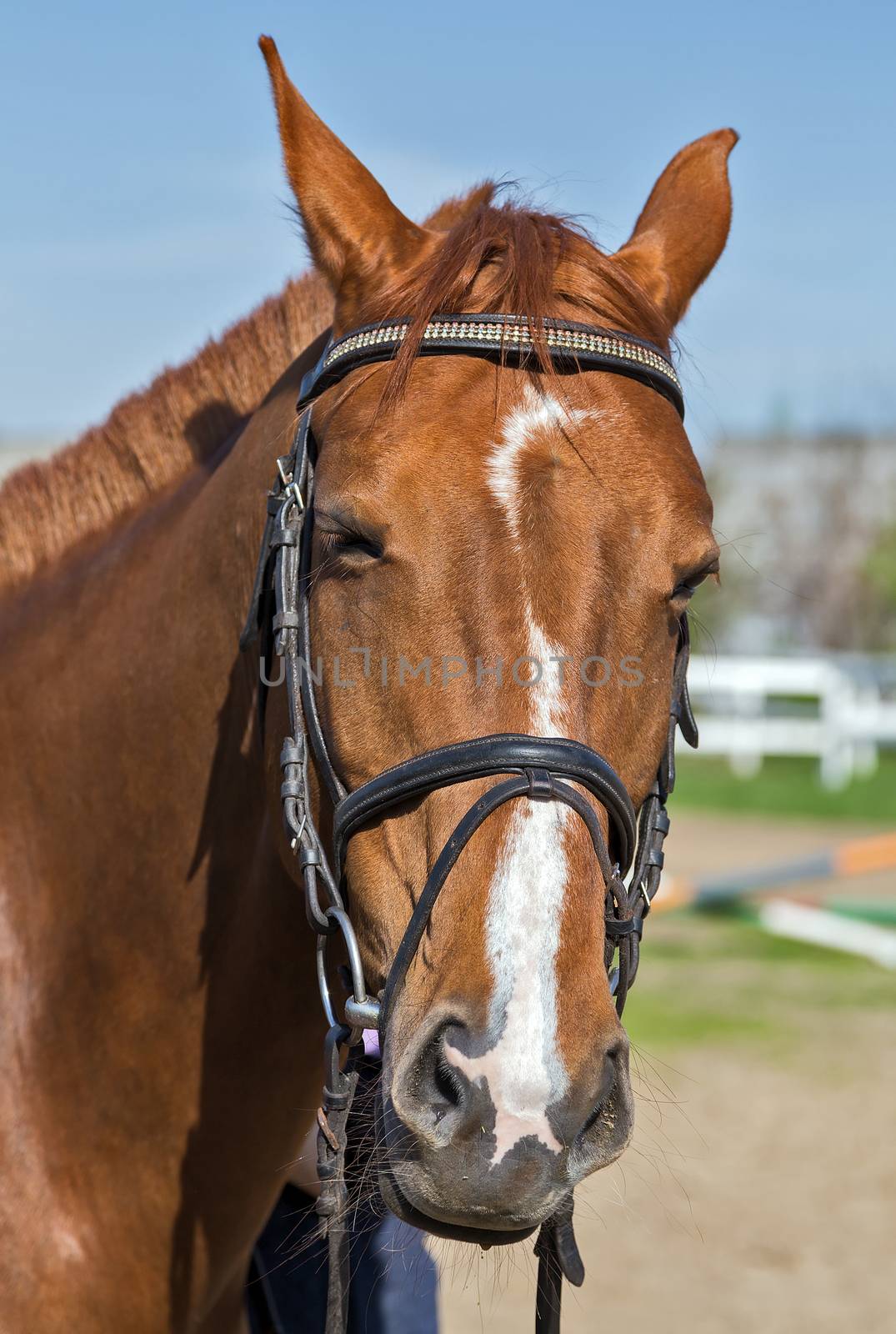 chestnut horse portrait - farm animal livestock