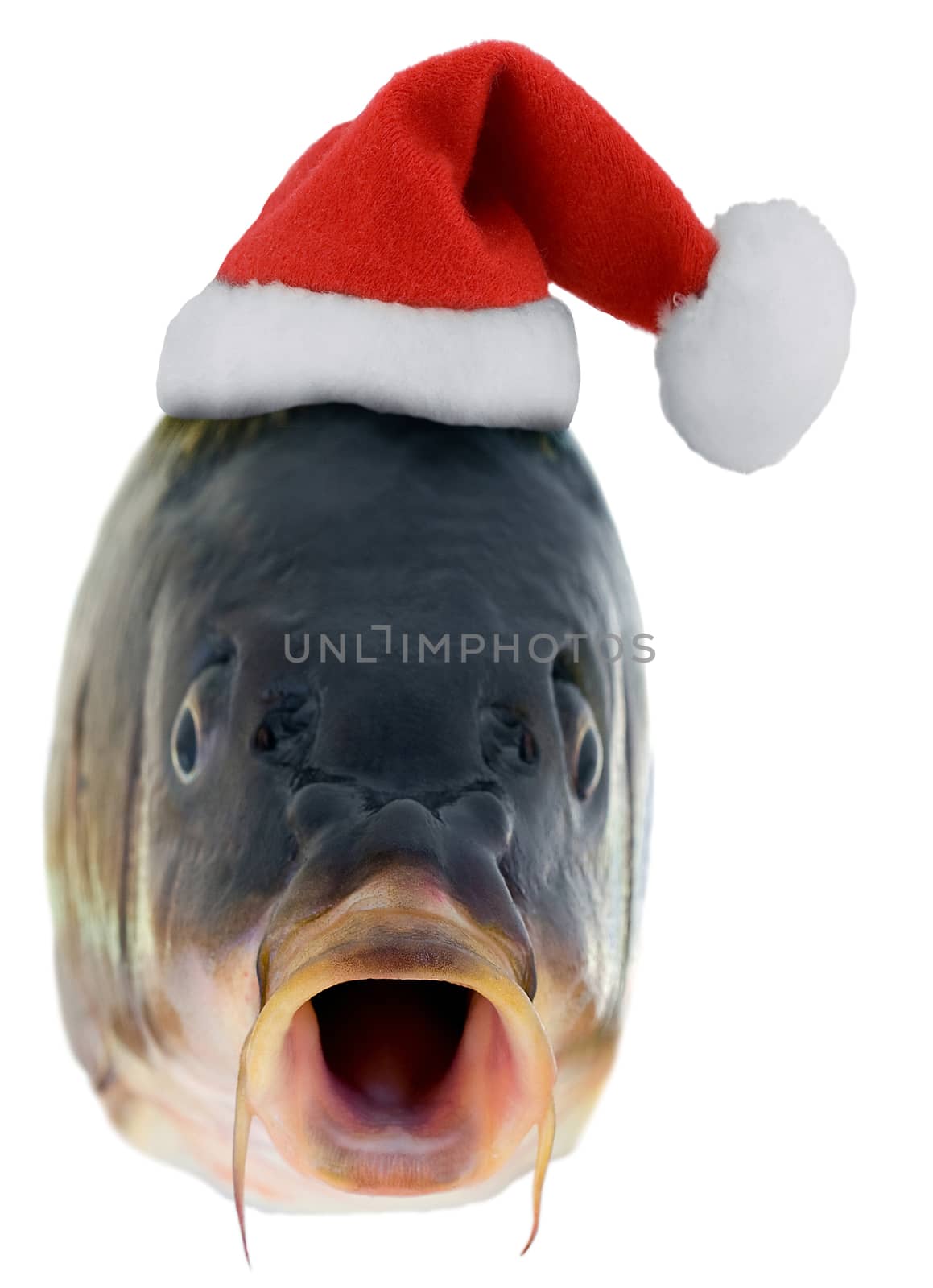 Christmas fish in Santa red hat - christmas carp isolated on white background