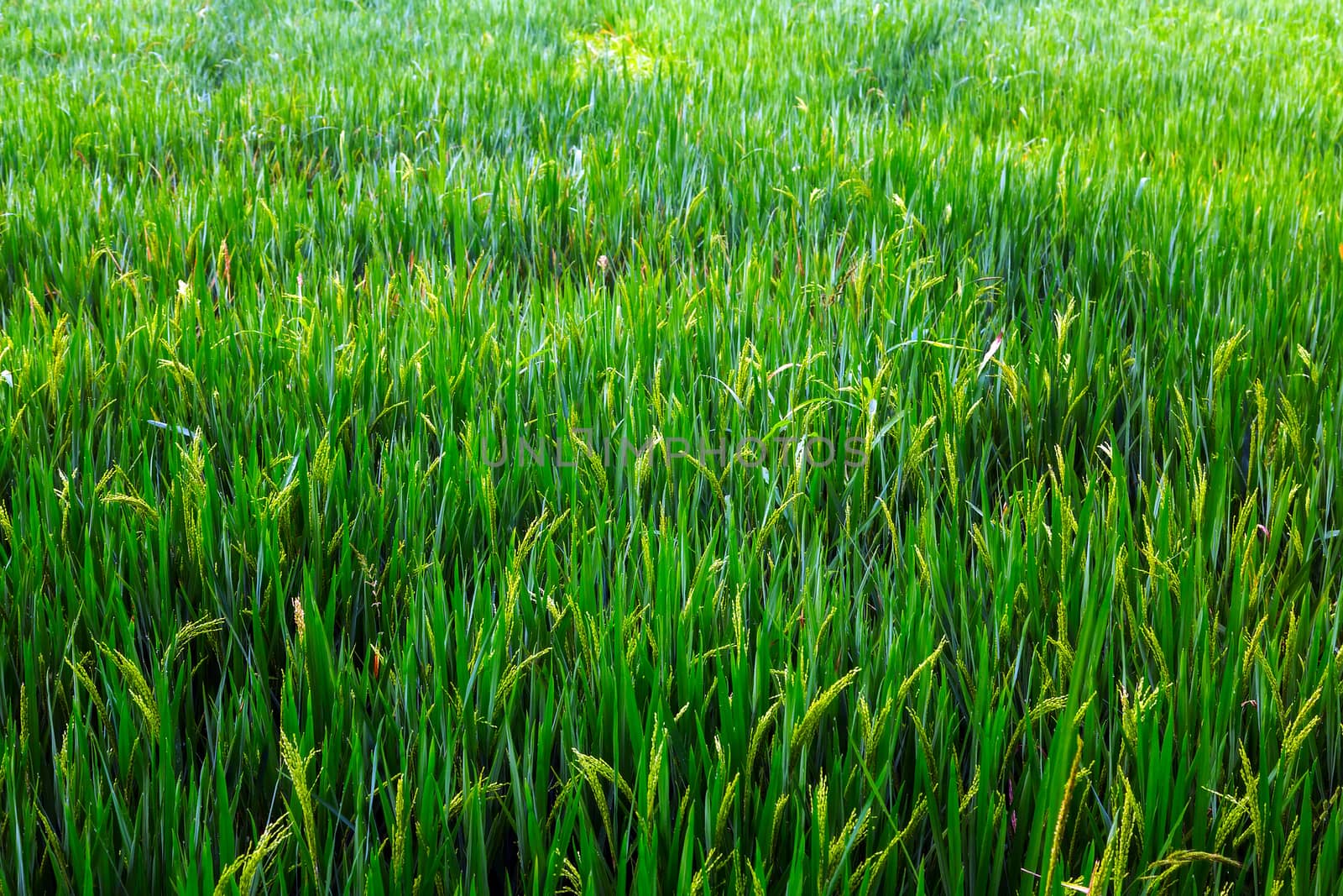 Green agricultural land Rice fields, terraces, plantation, farm background